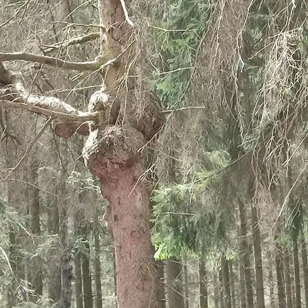 Prázdninový dům Maison Au Bord Du Bois Toute Equipee Avec Jaccuzzi *